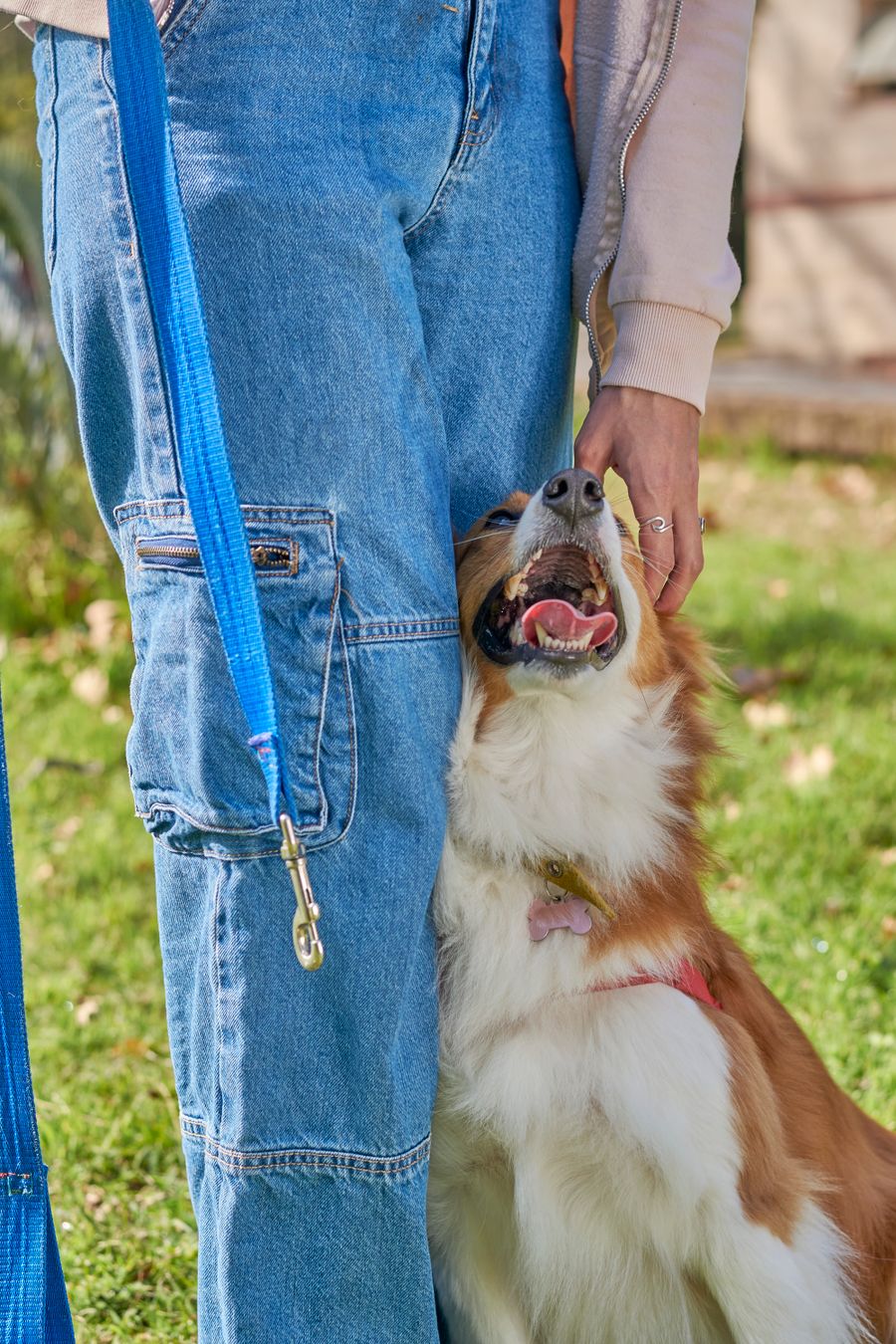 Happy dog leaning against its owner