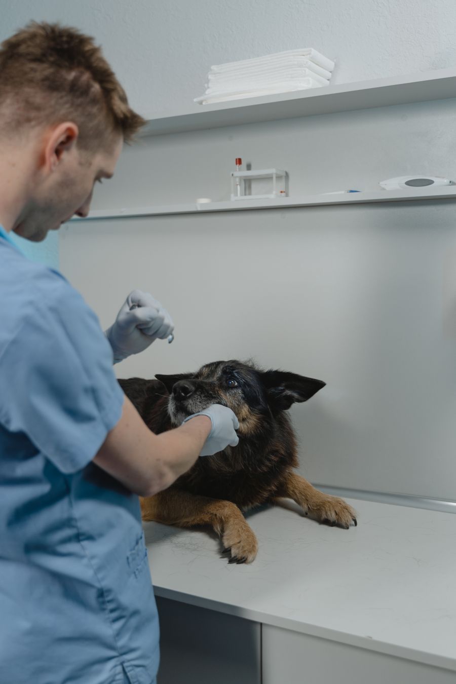 Vet examining a German Shepherd