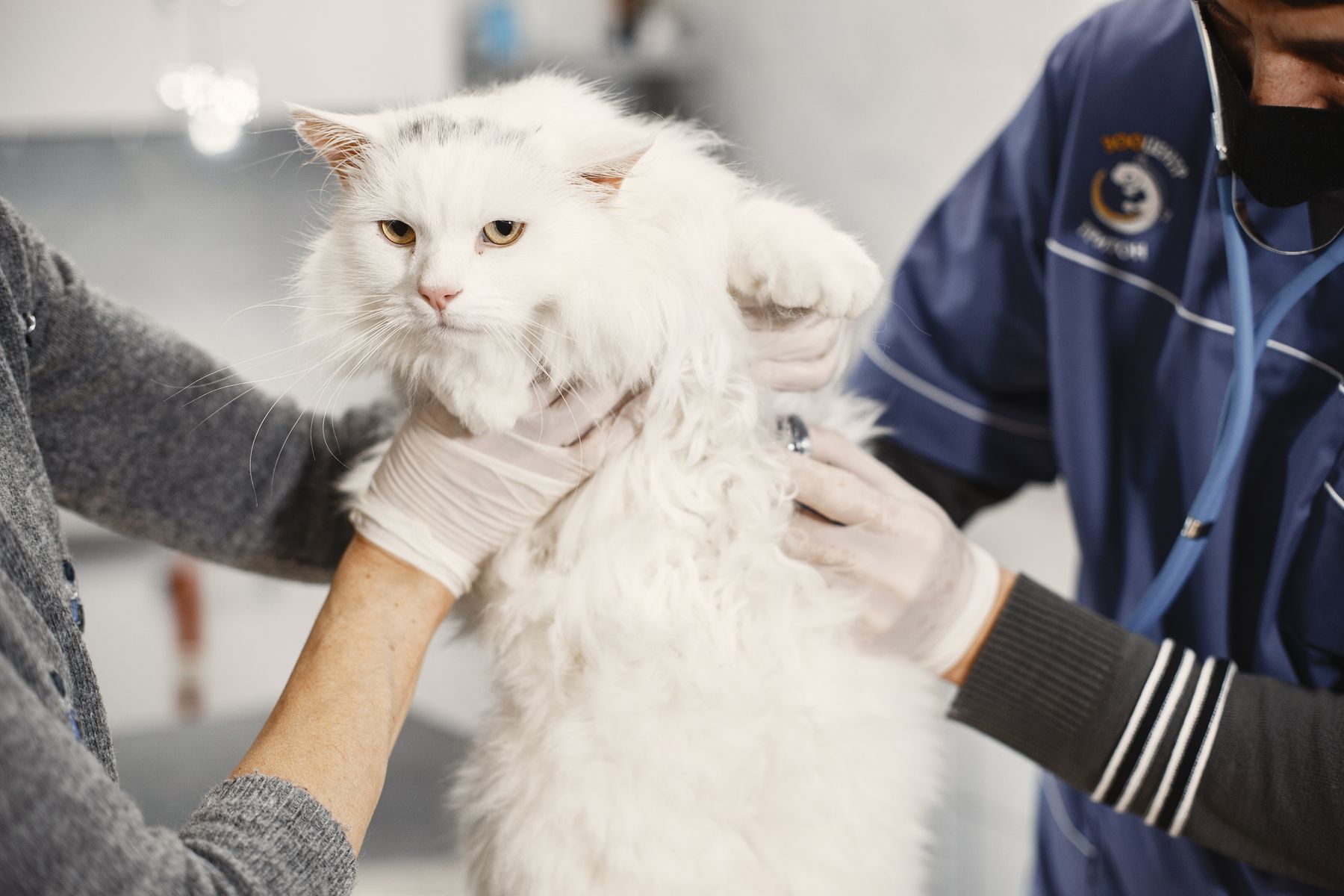 Vet gently examining a white cat