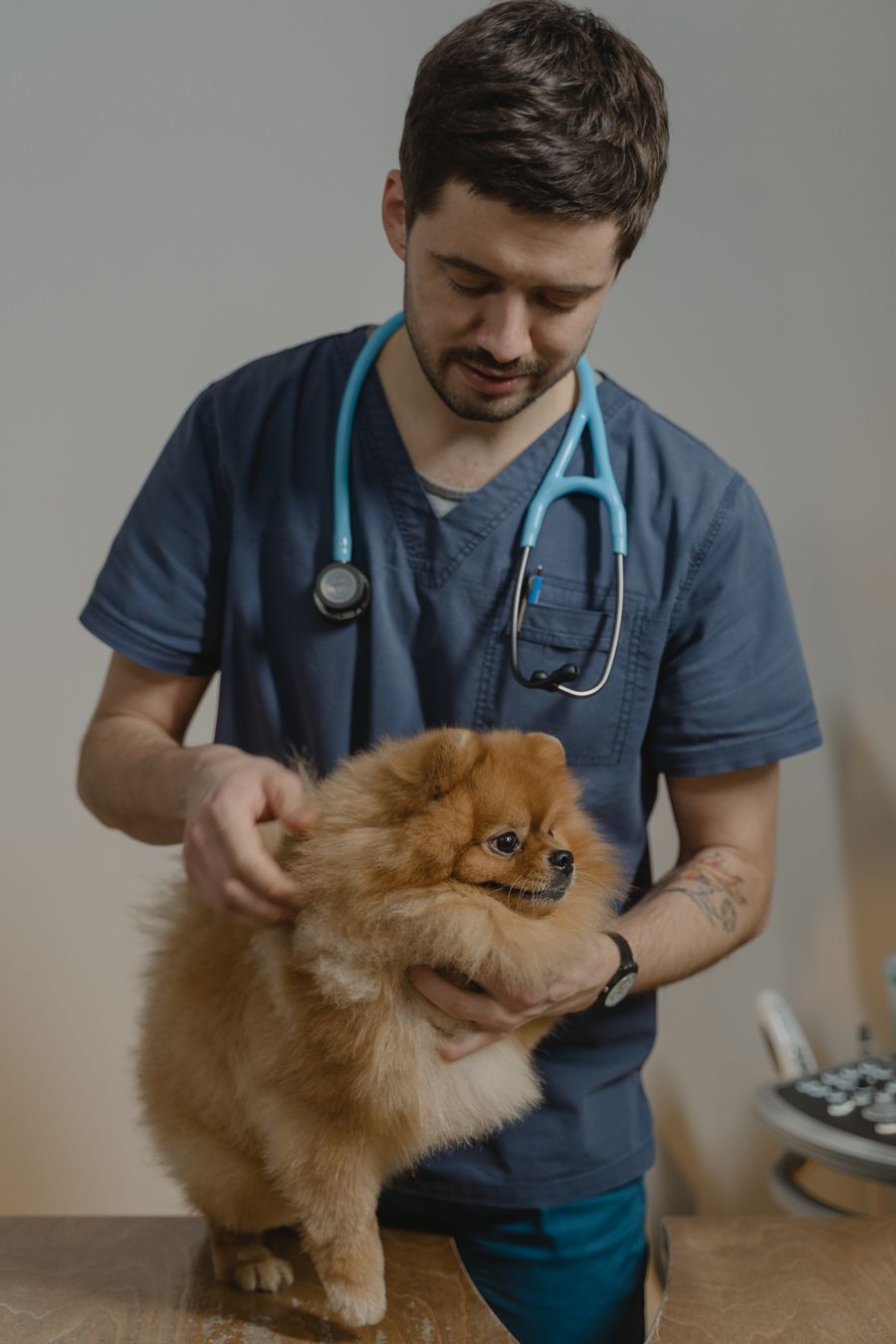 Vet holding a small dog